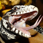 hourlylizards