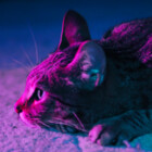 DarkPurpleCat