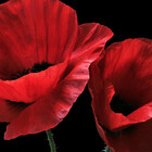 Donna-R