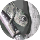 stickergluee