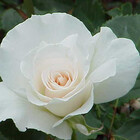MagdelanaRose
