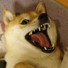 dogstylestudio