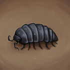 goodlouse