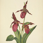 AlleghenyDesign