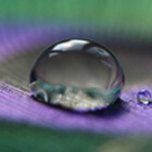 silverdew