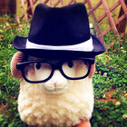 sheepish-days