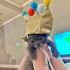 reallylittlecat