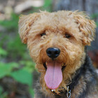 Tuckerthedog