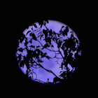 LavenderMoon