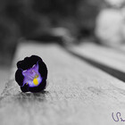 sisriena