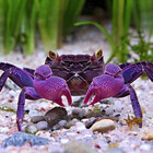 CrabHotline