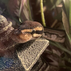 SnakeHourly
