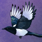 MagpieFeathers