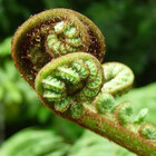 Merlinatia