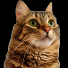 felyne-kitty