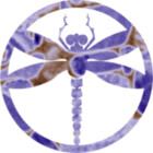 solodragonfly