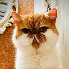 TheHippieKitty