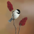 SongbirdArt