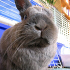 Taobun