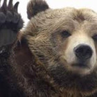 FYCGrizz