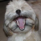 FunkyFurBabies