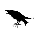 TalkingCrow