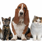 Madcatsanddogs