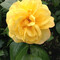 Linda Ridpath