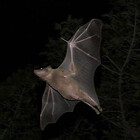 batwardour