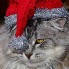 ChristmasCard