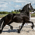 pvfriesians