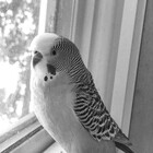 NomadicBudgie