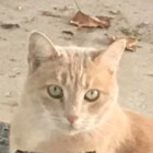 MarleyTheCat