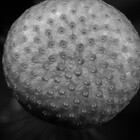 AtomicSeed