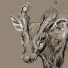 CoypuCoyote