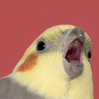 inkobird