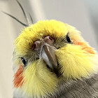 isacockatoo