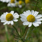 TinyDaisy