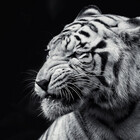 leocollz