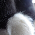ScienceCat324