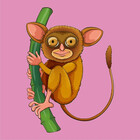 bigeyetarsier