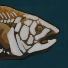 coolshark