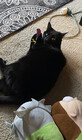 KittyScarred