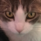 luna-lippert