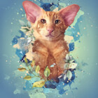 Hautecatture
