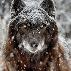 MisfitWolf
