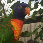 Lorikeet97