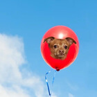 LilRedCannoli