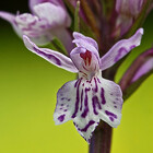 Organicvision