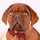 MowgliDogue